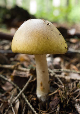 Death Cap Mushroom contains Amanitin toxins that are poisonous to cats