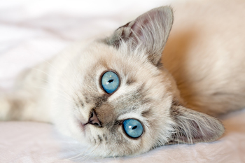 Know the warning signs of feline cancer.