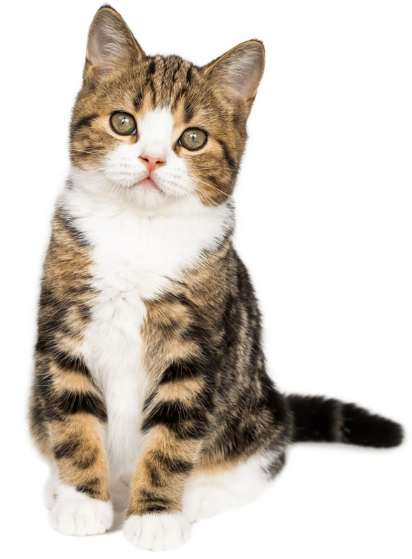 Cats with Ms on their foreheads are tabby cats.