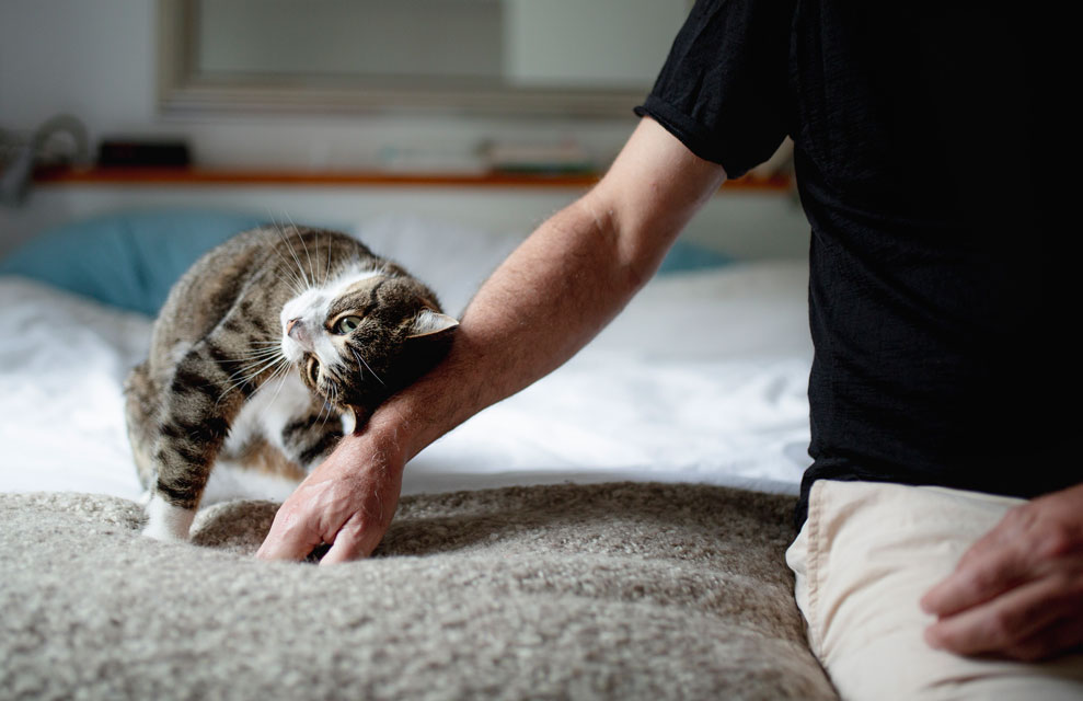Learn the best way to pet cats.