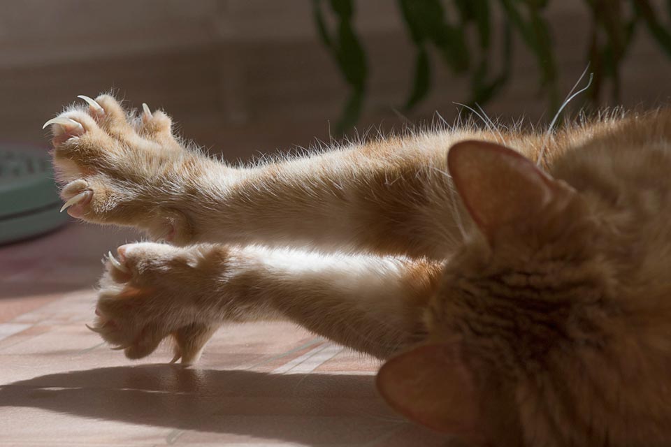 Learn why the outer layers of cats’ claws shed.