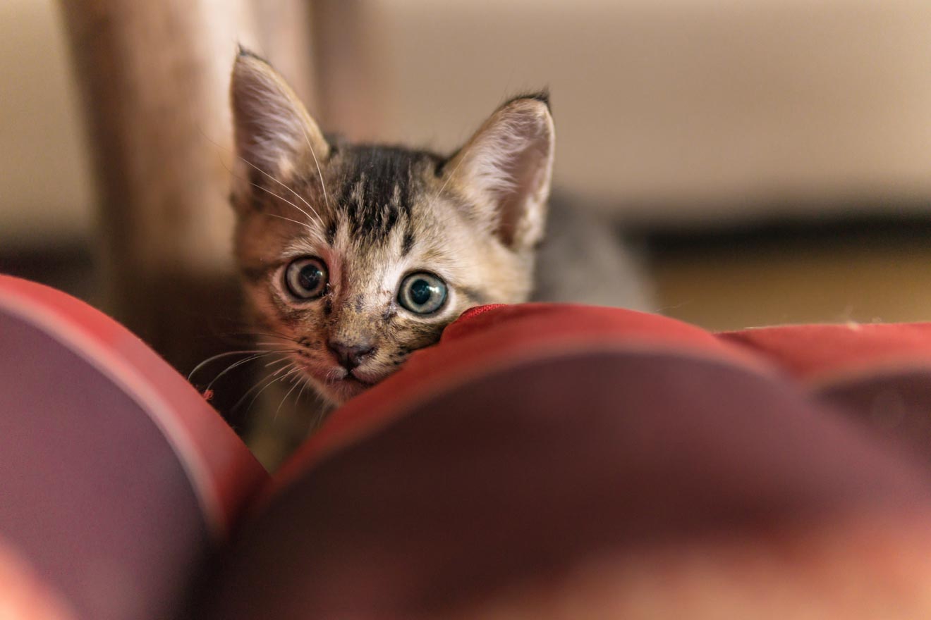Learn why your cat might hide, pounce, and chase after you.