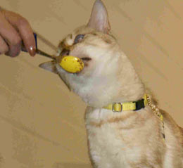 You can use this spoon as his target, enabling a full spectrum of training new behavior, using clicker training.
