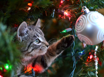 How To Keep Your Cat Off The Christmas Tree