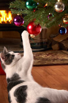 How to keep your cat off the Christmas tree
