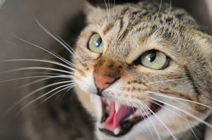 Cat hissing at a person out of fear or aggression.