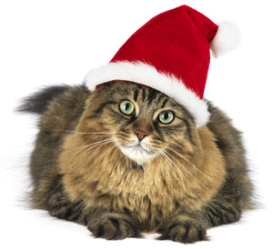 Most cats have issues with any changes in their environment. Keep your cat safe this holiday season with these tips.