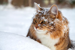Cats need warmth too. Make sure your cat can stay warm during the cold months.