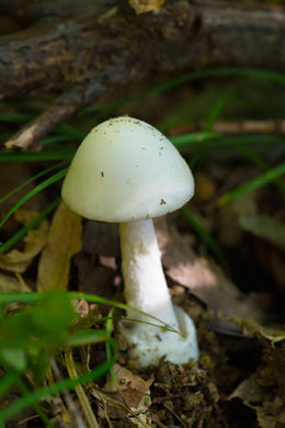 Destroying Angel Toxic Mushroom contains Amanitin that are poisonous to cats