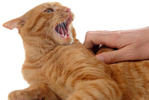 petting induced aggression in cats
