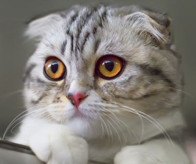 Scottish folds have ear tips that bend forward. Scottish fold cats remind some people of furry owls.
