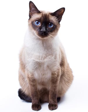 Siamese coat color is responsive to temperature.