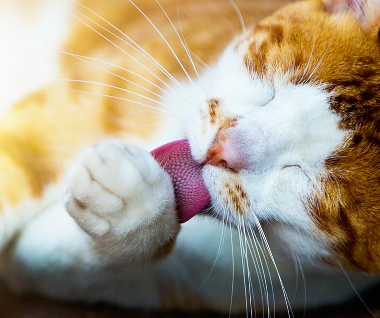 Learn about abscess wounds in cats.