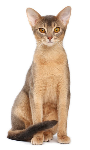 The Abyssinian cat breed is ancient and has a mysterious history.