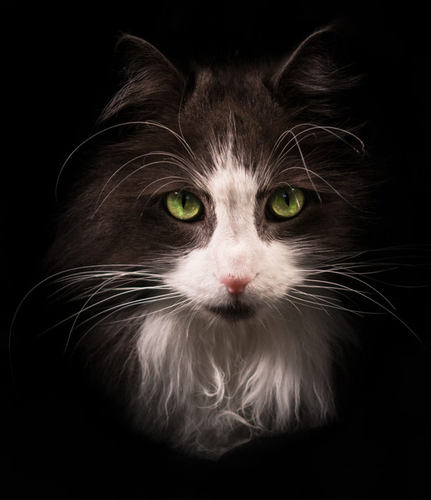 Cats are special and fascinating. Cats are amazing creatures.