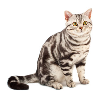 American Shorthair cats are easy-to-care for cats that are good hunters.