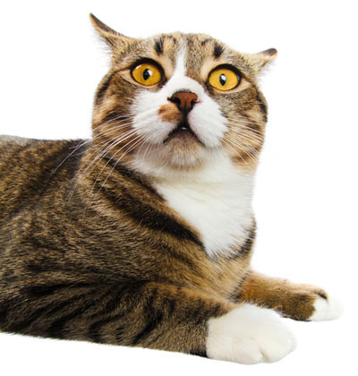 Anal Sacs Cat 20