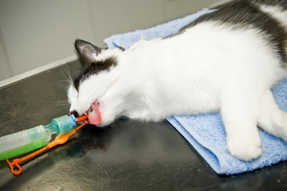 There are different types of anesthesia used in cats.