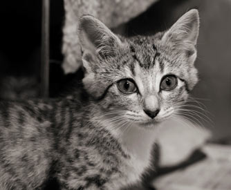 Call the authorities if you suspect cat abuse. Cats can be neglected or abused by owners or others.