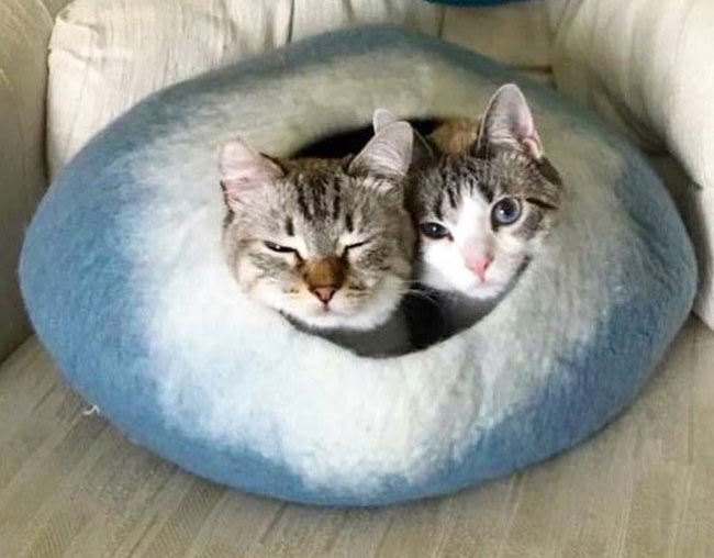 Cozy kitties enjoying cuddling in their Cat Cave Cozy kitties enjoying cuddling in their Cat Cave