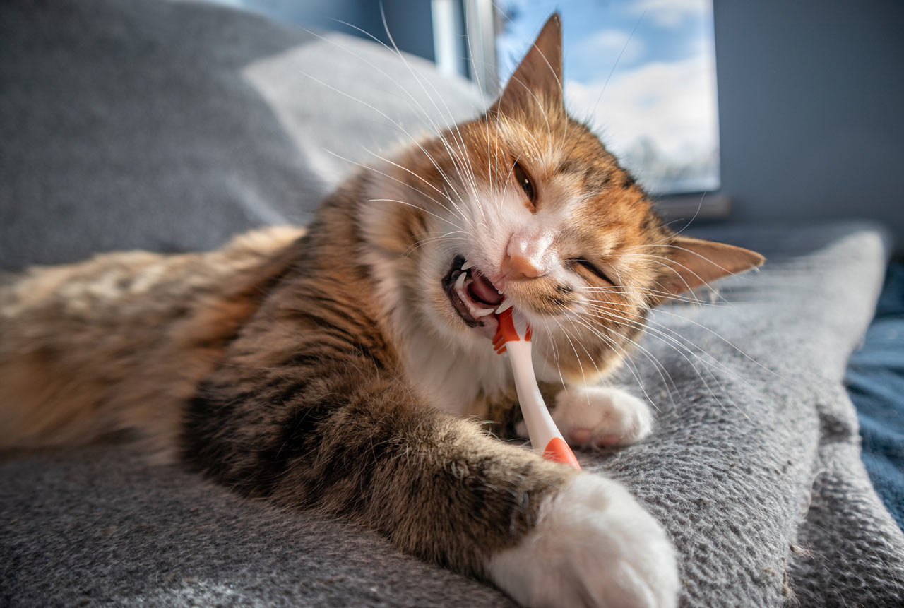 Cat chewing on a toothbrush