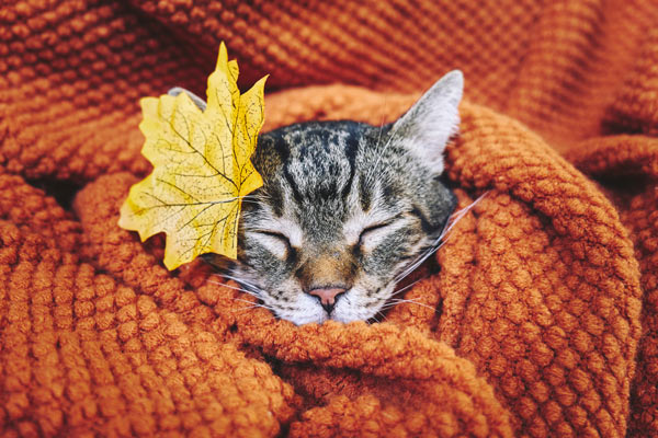 Keep your cats happy and safe this holiday season. Keep your cats happy and safe this holiday season.