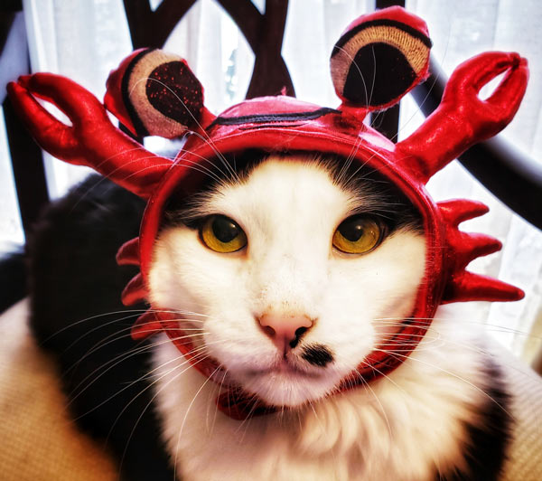 When you didn't sign up for crab duty, but the humans had other plans… When you didn't sign up for crab duty, but the humans had other plans…