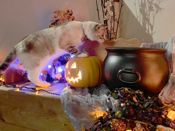 Curious cats and Halloween decorations don’t always mix! Keep an eye on your furry friends to prevent accidents with pumpkins, lights, and other spooky decor. Curious cats and Halloween decorations don’t always mix! Keep an eye on your furry friends to prevent accidents with pumpkins, lights, and other spooky decor.