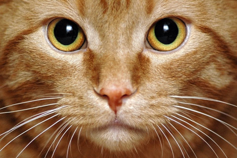 Learn if your cat might have whisker fatigue.