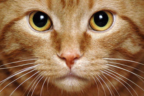 whisker fatigue in cats