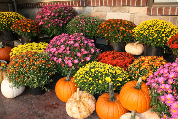 Some festive plants may be toxic to cats. Some festive plants may be toxic to cats.