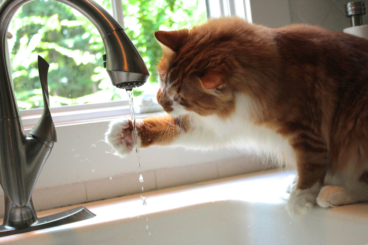 Cat's aren't natural water drinkers
