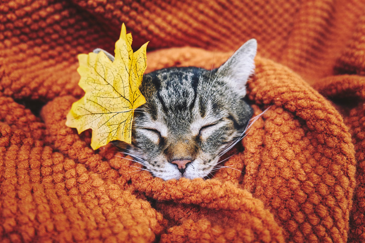 What to look out for in the fall to keep your kitty's allergies at bay. Kitty in fall colors