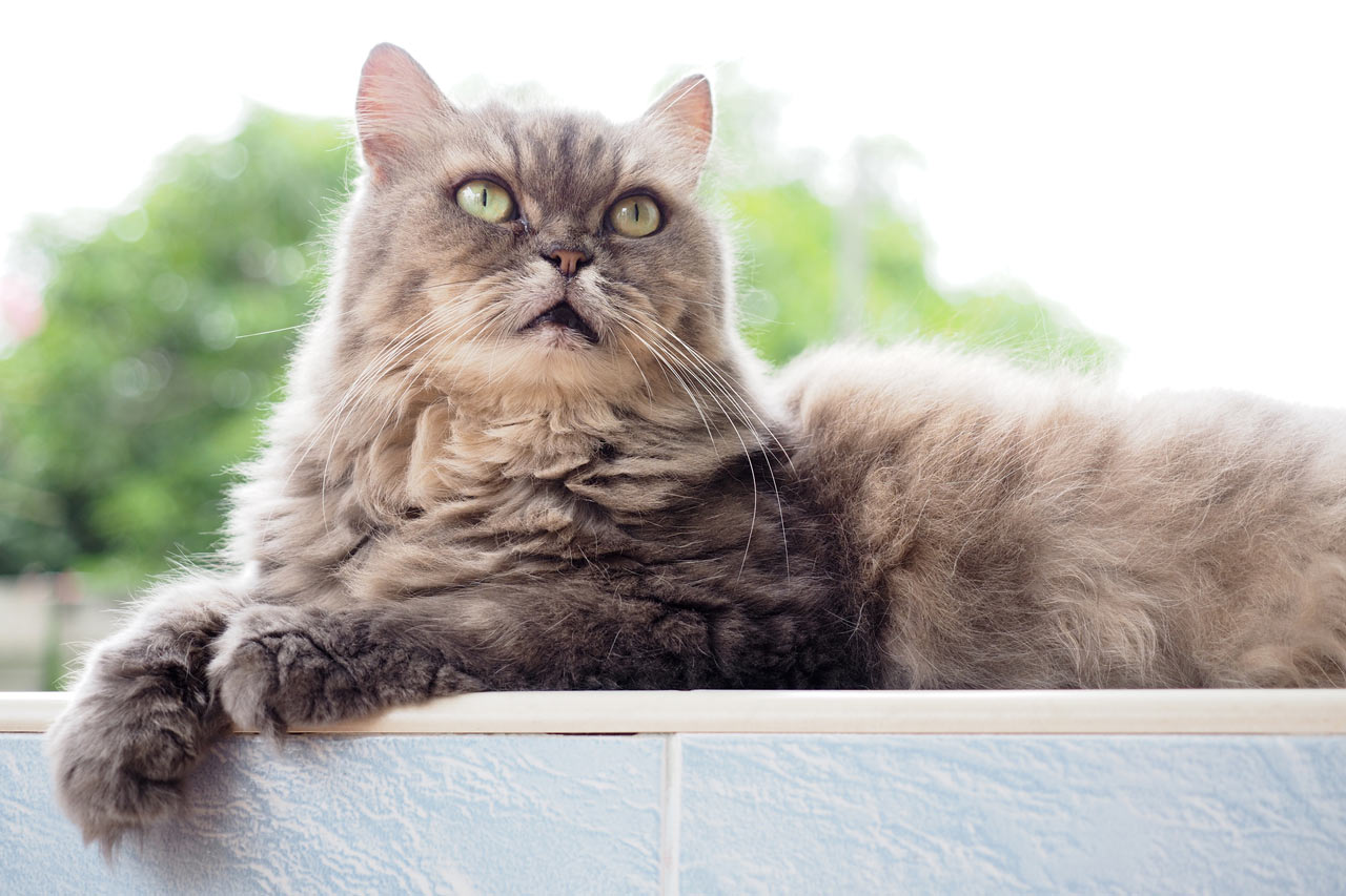 Senior cats often hide their age well.