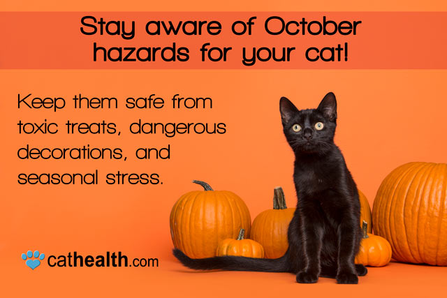 Stay aware of October hazards for your cat! Keep them safe from toxic treats, dangerous decorations, and seasonal stress. – CatHealth.com Stay aware of October hazards for your cat! Keep them safe from toxic treats, dangerous decorations, and seasonal stress. – CatHealth.com