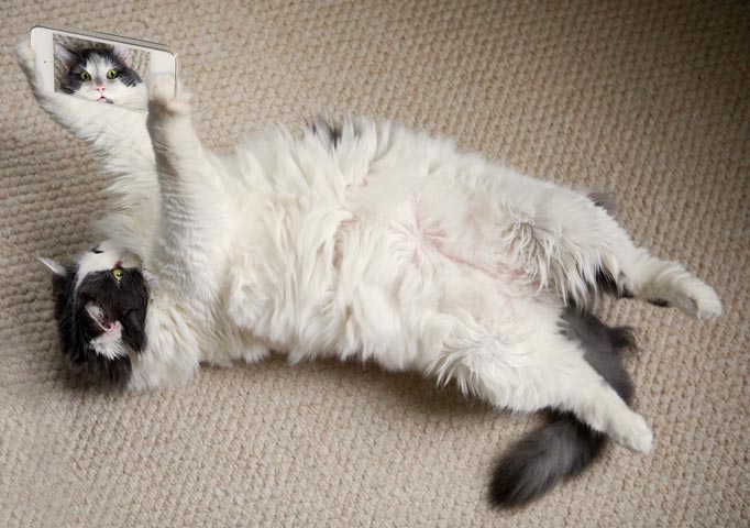 Automatic devices can make cat care easier. Automatic cat care devices are fun and technological.