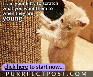 Train your kitty to scratch what you want them to when they are young.