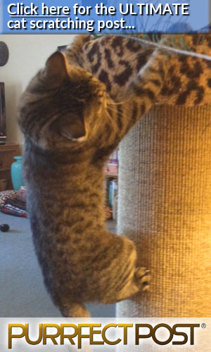 Click here for the ULTIMATE cat scratching post, and never declaw your cat!