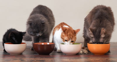 Learn breeds of cats that get along well with others. Learn great breeds for multicat households.