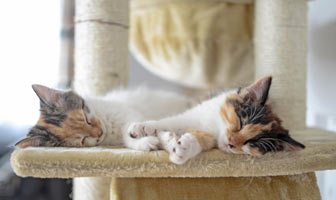 Cats sleeping on comfortable surfaces get the rest they need. Cats need cozy sleeping spots because cats sleep so much.