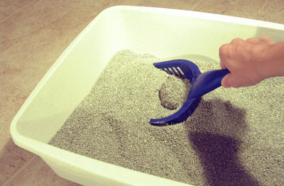 What is the best type of cat litter?