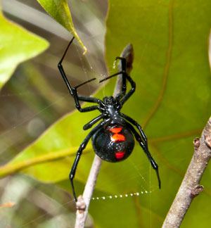 Black widow spider bites can be dangerous for cats.