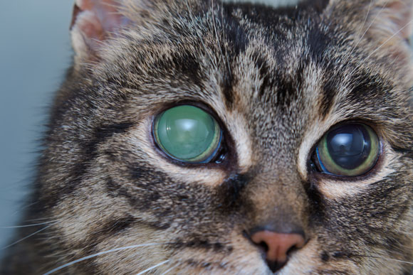 Some cats with glaucoma have a blue cornea. Some cats with glaucoma develop a blue tint to the cornea.