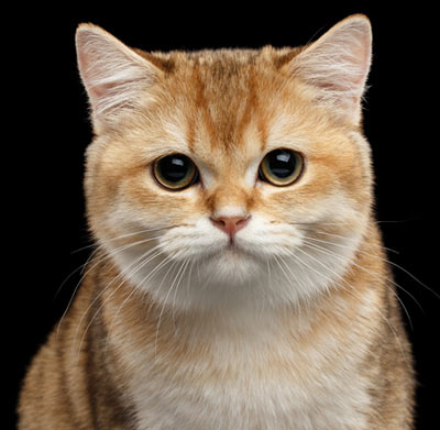 British shorthair cats are not usually lap cats.