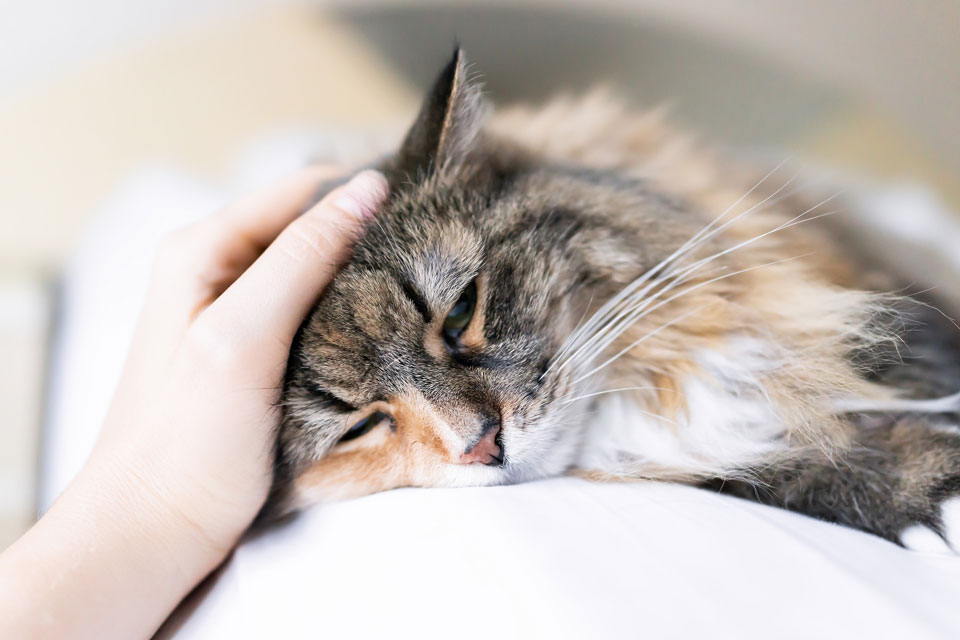 Learn about bronchitis in cats.