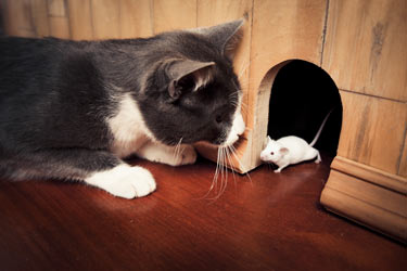 Cats can develop plague and spread it to humans. Cats are highly susceptible to plague.