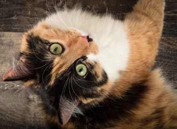 Calico and tortie cats have a reputation for liking things their way.
