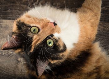 Calico Cat: Breed Profile, Characteristics & Care