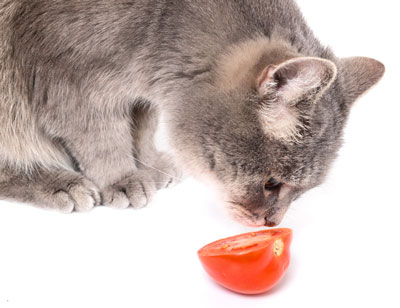 Learn whether it’s safe to make your cat a vegan.