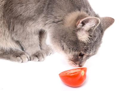 Cats are obligate carnivores. Learn whether it’s safe to make your cat a vegan.